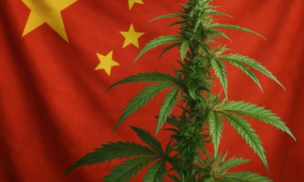 Cina&Cannabis. La storia